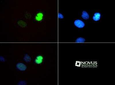 Immunocytochemistry/ Immunofluorescence: Histone H3 [Monomethyl Lys4, p Thr6] Antibody - BSA Free [NB21-1037]